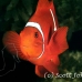 anemonefish_spinecheek_muck_h_0705_png2340.jpg